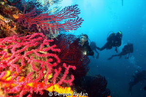 red corals by Sergun Aydan 